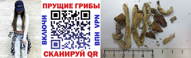 Галлюциногенные грибы Cubensis Невель